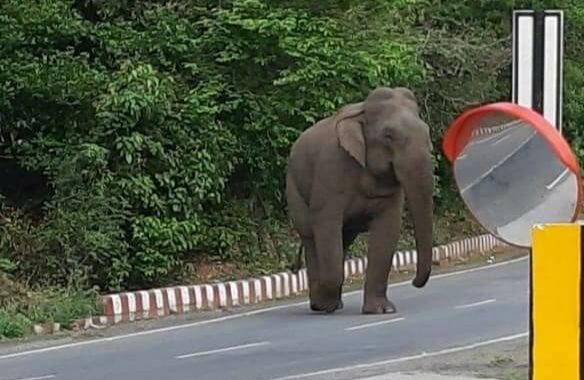 रामनगर-हल्द्वानी मार्ग में एकाएक आ खड़ा हुआ हाथी, देखिये फिर क्या हुआ ?(वीडियो).….