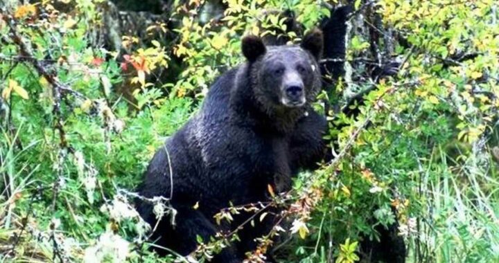 उत्तराखंड- यहां युवक गया था जानवरो को चराने कि अचानक सामने आ गया भालू..