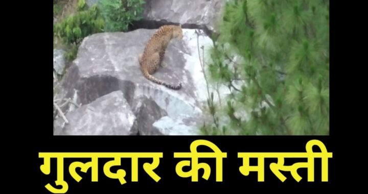 उत्तराखंड के इस गांव में गुलदार (LEOPARD) की मस्ती को देख दहशत में लोग (देखे वीडियो)
