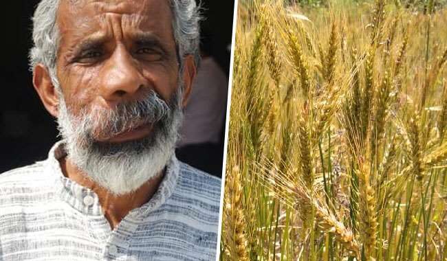 उत्तराखंड- बिना जुताई, बिना खाद के उगाई गेहूं की लहलहाती फसल, इस किसान ने कर दिया कमाल