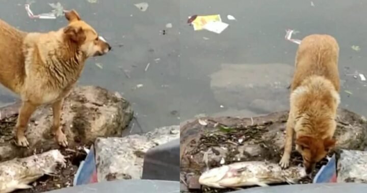 उत्तराखंड- Lockdown में यहां भूखे कुत्ते मछली मारकर खाने लगे