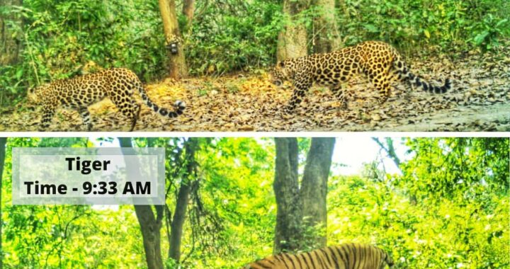 उत्तराखंड- वन्यजीव प्रेमियों के लिए अच्छी खबर, लॉकडाउन (Lockdown) टाइगर और तेंदुए के लिए कैसे लेकर आया अच्छे दिन जनिये..