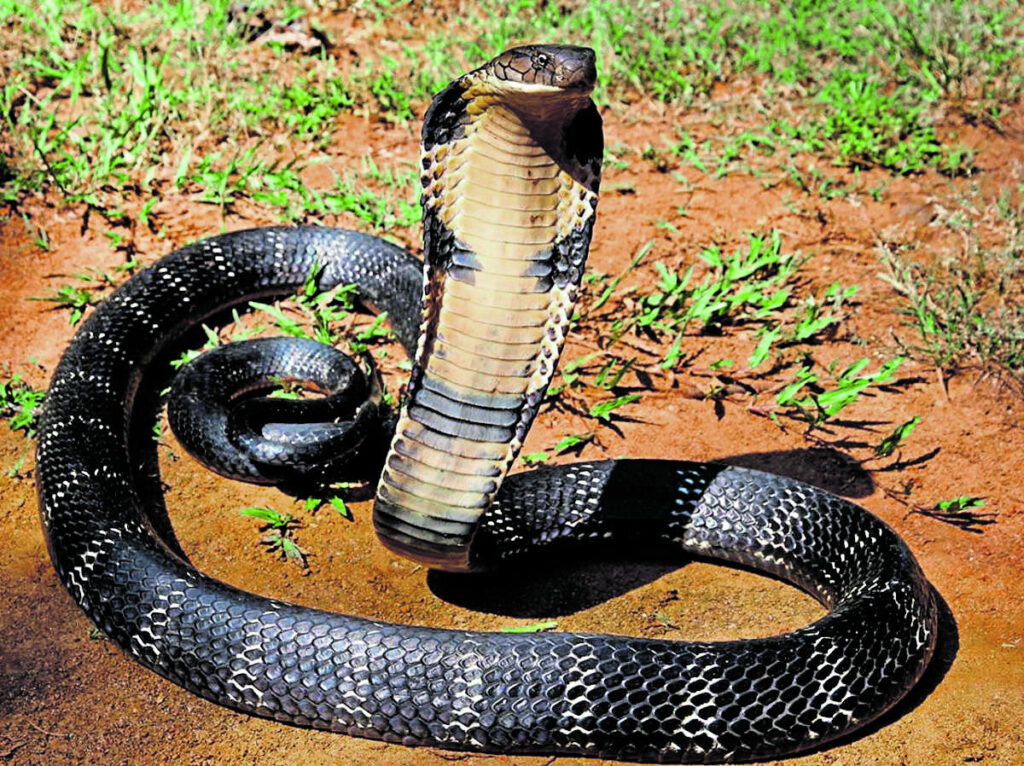 king cobra