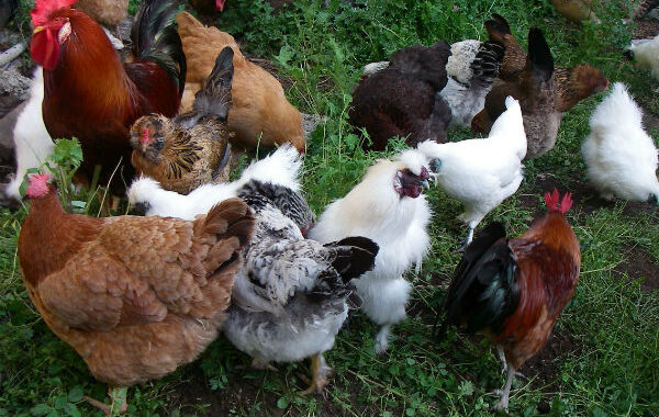 उस दौर में एक ओर मुर्गी चोरी बड़ा तुच्छ किस्म का सामाजिक अपराध माना जाता था, तो दूसरी ओर जोखिम उठाने वाले युवाओं की आपसदारी में ‘कुक्कुट हरण’ को एडवेंचर किस्म का दर्जा हासिल रहता था…पढ़े कहानी…….