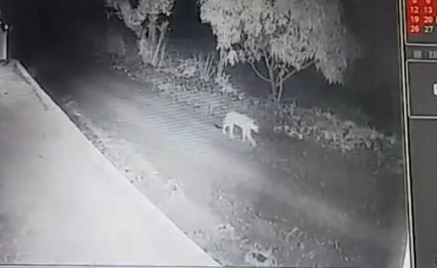 Exclusive-बाघ चढ़ा नैनीताल के पहाड़, वन्यजीव प्रेमियों में खुशी की लहर,देखिए वीडियो..