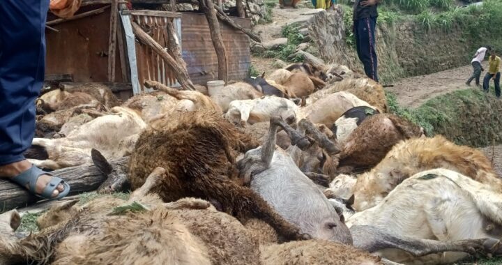 कालाढूंगी- किसान पर टूटा दुखों का पहाड़, गौशाला में घुसकर 90 बकरियों को गुलदार ने मार डाला