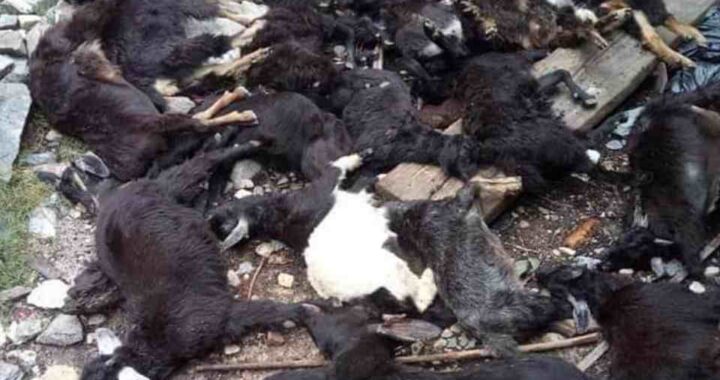 उत्तराखंड- यहां गौशाला में घुसकर एक के बाद एक 21 बकरियां मार गया गुलदार