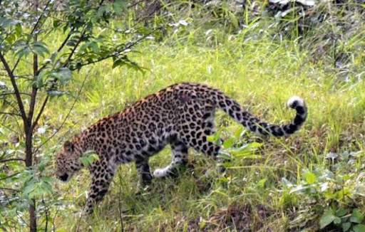 चम्पावत- गुलदार (leopard) का आतंक, गाय, भैस, बैल सहित कई मवेशी को बना चुका है निवाला