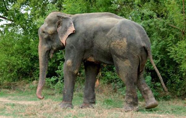 उत्तराखंड- यहां हाथी ने युवक को कुचल डाला, दर्दनाक मौत, घर मे मचा कोहराम
