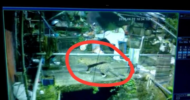 नैनीताल- गुलदार ने इस परिवार की नींद हराम की, पहले कुत्ता अब बिल्ली मारने पहुचा गुलदार, देखिए CCTV