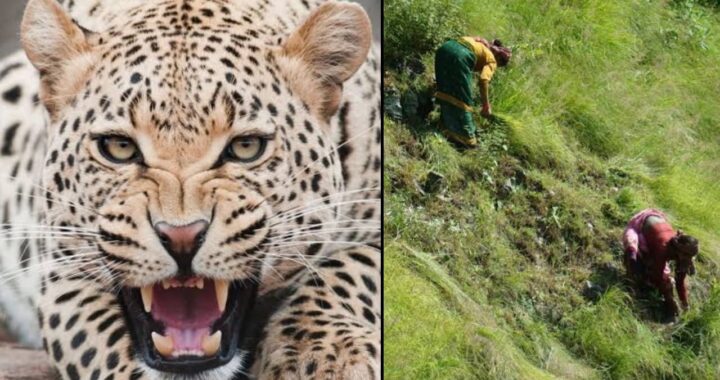 उत्तराखंड- यहां बाघ ने महिला को उतारा मौत के घाट, 24 घण्टे बाद मिला अधखाया शरीर