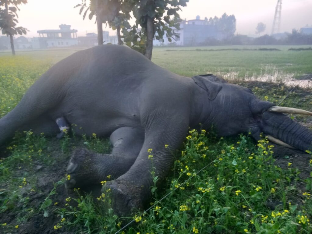 गांव में हाथी की मौत से वन विभाग में हड़कंप
