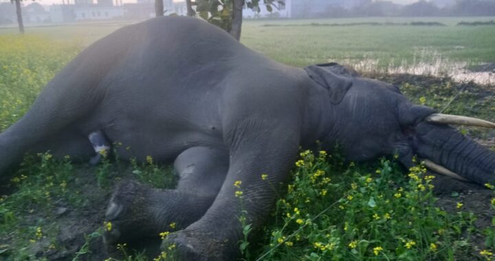 हल्द्वानी- इस गांव में हाथी की मौत से वन विभाग में हड़कंप, ग्रामीणों ने इस विभाग को माना मौत का जिम्मेदार