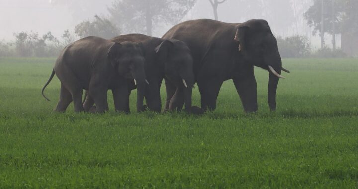 उत्तराखंड- यहां गांव में पहुंचे 3 हाथी, ड्रोन कैमरे में हुए कैद, देखिए एक्सक्लूसिव तस्वीरें