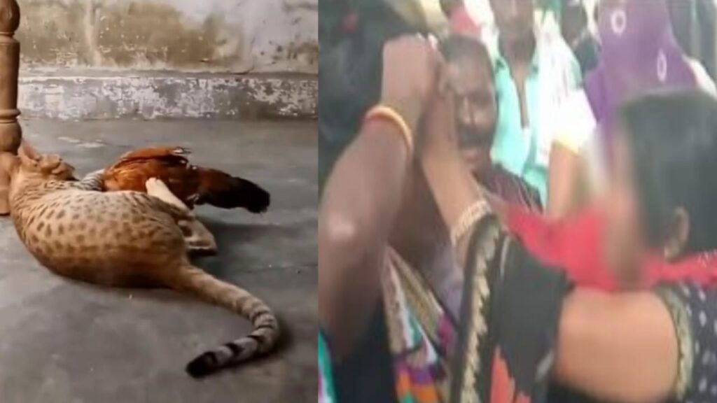 राजपुरा में बिल्ली ने मुर्गी मारकर खाई