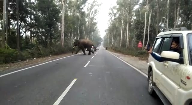 हल्द्वानी रुद्रपुर के बीच रामपुर रोड बाईपास के टांडा जंगल से हाथियों का झुंड दिनदहाड़े अचानक सड़क के बीचो बीच आ गया