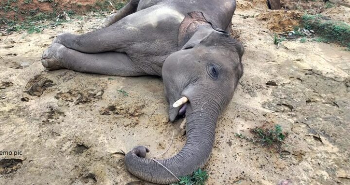 उत्तराखंड- इस इलाके में बगीचे में घुस आया हाथी, अचानक ऐसे पलभर में मिली मौत