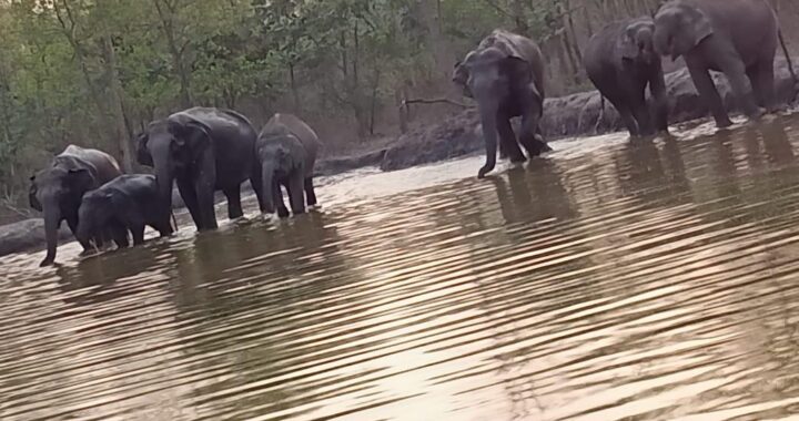 हल्द्वानी- इस इलाके में पानी के तालाब में हाथियों के झुंड की मटरगश्ती, टेंशन में आसपास के लोग, VIDEO