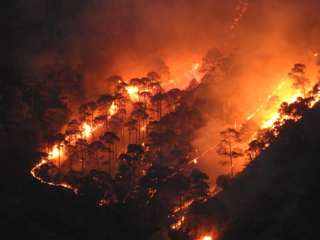 nainital fire forest