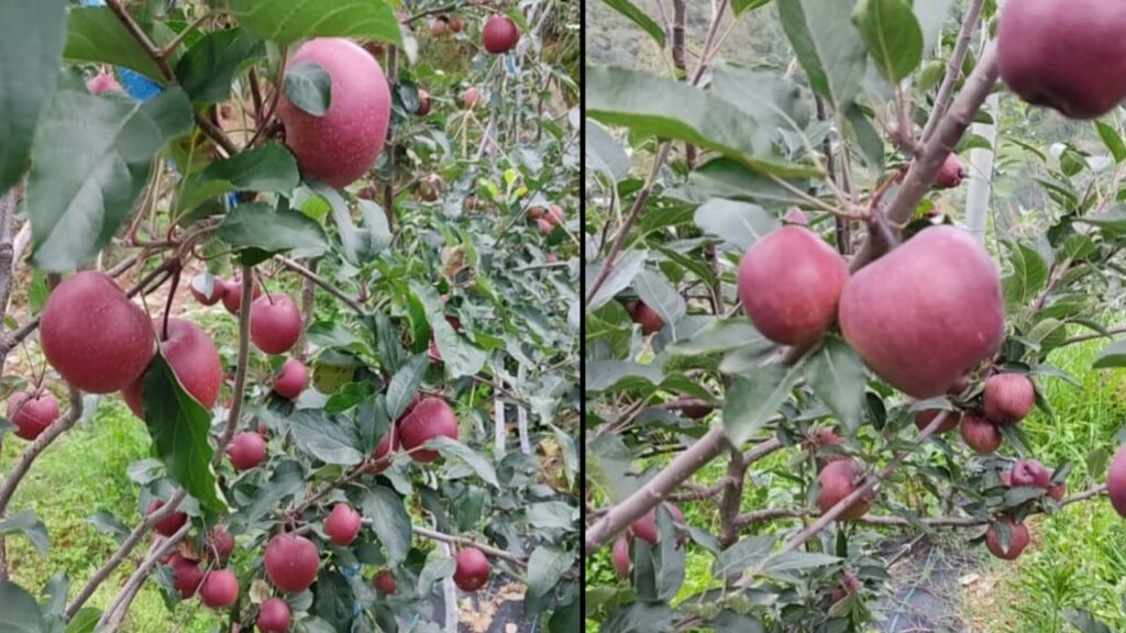 King Roat apple variety