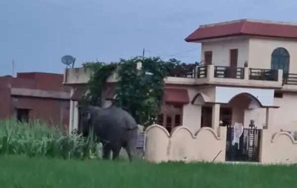 हल्द्वानी- अब यहां घर के आंगन तक पहुचने लगे हाथी, दहशत में ग्रामीण
