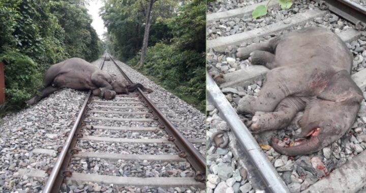 उत्तराखंड- यहां ट्रेन से कटकर हाथी और उसके बच्चे की मौत, हाथियों के झुंड ने ट्रैक पर किया कब्जा, ट्रेन गई वापस