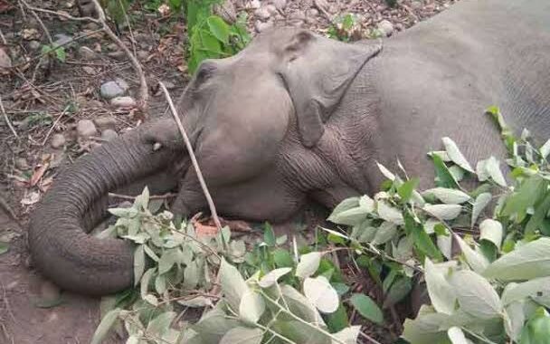 उत्तराखंड- यहां हाथी की मौत की खबर से वन महकमे में मचा हड़कंप, सामने आई यह वजह