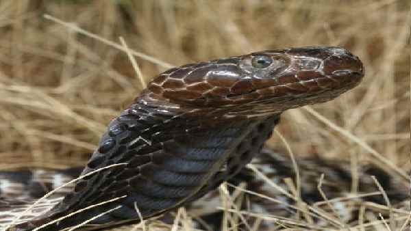 उत्तराखंड- यहां मिला जहर थूकने वाला खतरनाक और दुर्लभ कोबरा