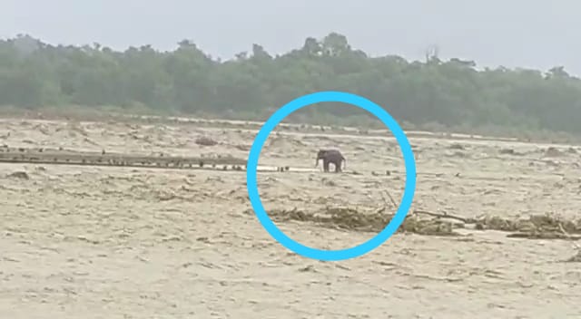 हल्द्वानी- गौला नदी में उफान के बीच फंसा हाथी, देखिये एक्सक्लूसिव VIDEO