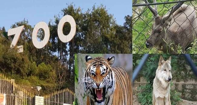 नैनीताल Zoo में इस उम्र तक एंट्री फ्री, दिखानी होगी आईडी