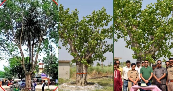 उत्तराखंड- यहां मनाया गया पीपल के पेड़ का पहला बर्थडे, जानिए क्यों है यह खास