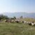 देहरादून- सरकार बनाने जा रही Goat Valley, पशुपालन विभाग लेकर आया लोगों के लिए यह योजना