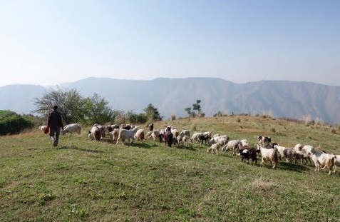 देहरादून- सरकार बनाने जा रही Goat Valley, पशुपालन विभाग लेकर आया लोगों के लिए यह योजना