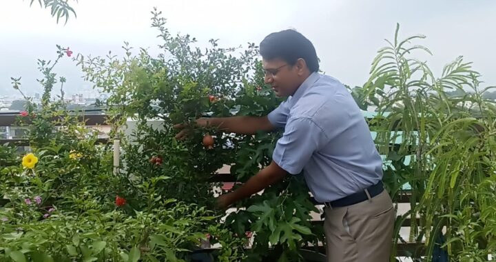 हल्द्वानी-(गुड न्यूज) डॉक्टर की अनोखी पहल ने किया कमाल, अस्पताल की छत पर उगा रहे फल सब्जियां