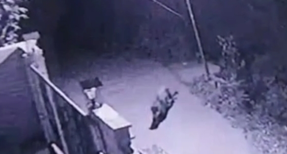 हल्द्वानी-(Video) यहां गुलदार की दस्तक, घर के बाहर से उठा ले गया कुत्ता