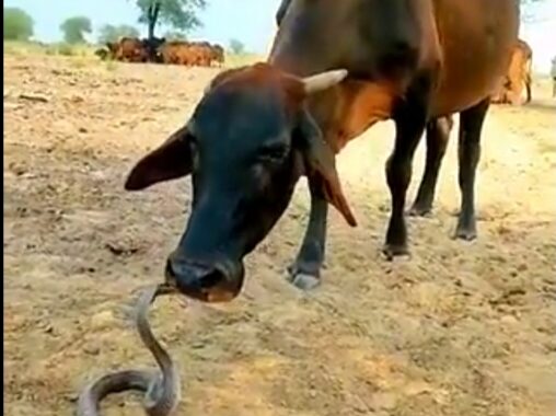 वायरल वीडियोः गाय और कोबरे के प्यार का वीडियो वायरल, आईएफएस अधिकारी ने किया पोस्ट