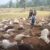 बागेश्वर के दानपुर क्षेत्र में आकाशीय बिजली गिरने से 121 बकरियों की मौत।