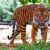 उत्तराखंड : जंगल में घास काटने गए ग्रामीण पर बाघ का हमला