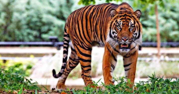 उत्तराखंड : जंगल में घास काटने गए ग्रामीण पर बाघ का हमला