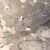 हल्द्वानी – यहां ग्रामीण इलाके में गुलदार के शावक दिखने से हड़कंप