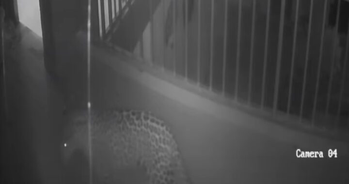 नैनीताल : यहां दो मंजिले Home स्टे तक आया गुलदार, CCTV में कैद
