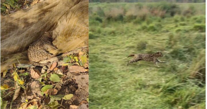 उत्तराखंड: यहां हुआ दुर्लभ फिशिंग कैट का बचाव और पुनर्वास की शानदार तस्वीर