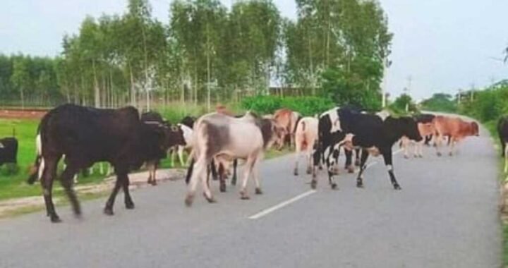 हल्द्वानी :(दुखद) एक और युवक ने आवारा जानवर से गंवाई जान, कब जागेगा प्रशासन?