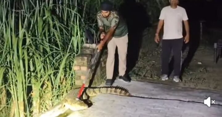 उत्तराखंड: घर में घुसकर मगरमच्छ ने मचाया तांडव,वन विभाग को दिखाई अपनी ताकत