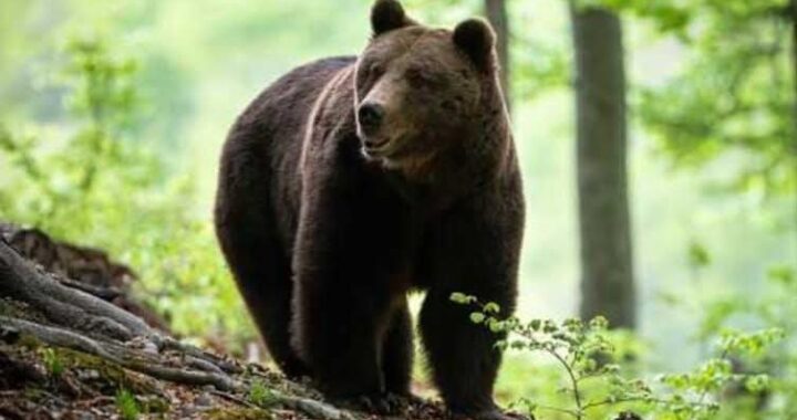 देहरादून : (बड़ी खबर) यहां भालू को आदमखोर घोषित करने निर्देश
