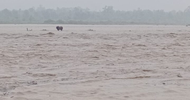 हल्द्वानी :(बड़ी खबर) पहाड़ से मैदान तक, भारी बारिश का प्रकोप video