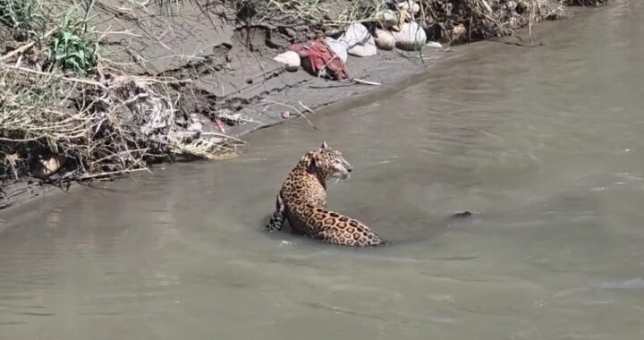 बाजपुर :(बड़ी खबर) यहां गुलदार को पकड़ने में छूटे पसीने