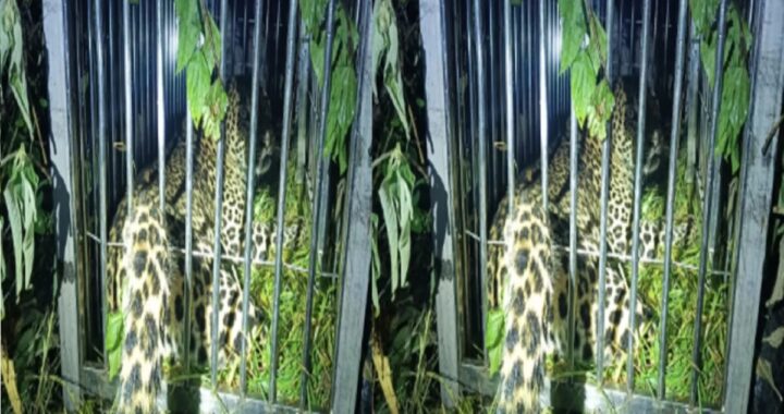 उत्तराखंड: यहाँ गांव में दहशत फैलाने वाली मादा गुलदार आखिरकार पकड़ी गयी !