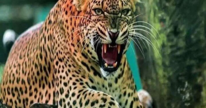 उत्तराखंड: यहाँ दिनदहाड़े गुलदार ने महिला पर किया हमला, मौत !