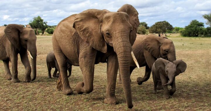 Uttarakhand: आबादी में घुसे हाथियों का झुंड, वायरल वीडियो ने बढ़ाई दहशत